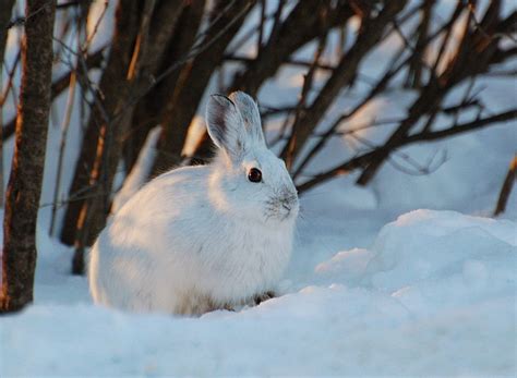 42 Mammals Hares Snowshoe Hare Coloring Pages - gitadlia