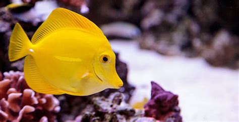 Yellow Tang Care and Breeding Guide - WZaquarium