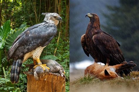 Harpy Eagle vs. Golden Eagle: Two Magnificent Apex Predators