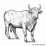 Bull Coloring Pages  Free & Printable sketch template