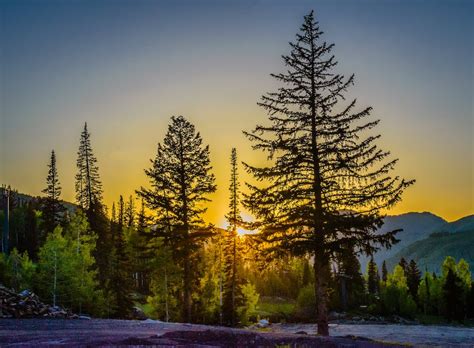 Pine Trees Covering the Sunset View · Free Stock Photo