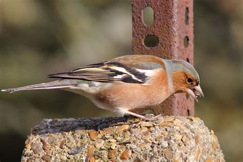 Chaffinch