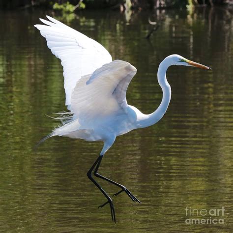 Graceful Great Egret Flying Photograph by Carol Groenen - Fine Art America