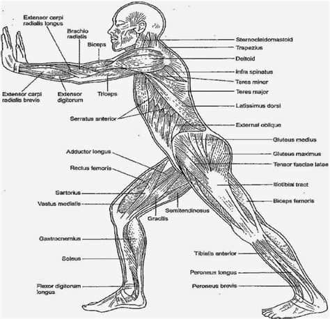 Anatomy coloring book, Anatomy and physiology, Physiology