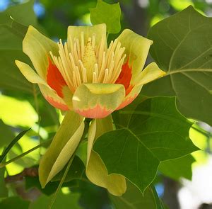 Liriodendron tulipifera – Nurseries Caroliniana