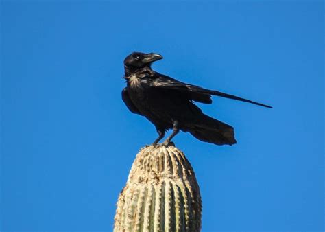 Cannundrums: Chihuahuan Raven