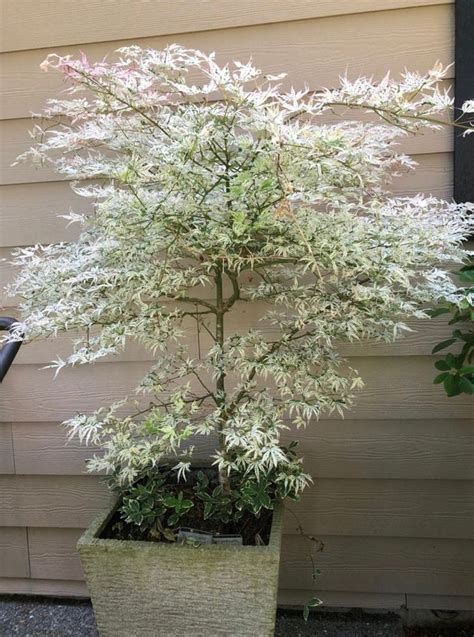 15 Ukigumo Japanese Maple Tree SEEDS Variegated Japanese Maple Acer Palmatum Bonsai Tree ...