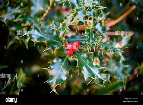 Red berries on a holly bush Stock Photo - Alamy