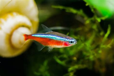 Cardinal Tetra Species Profile: Care, Tank Mates & More - Everything ...