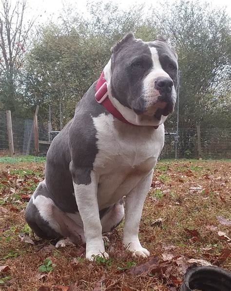 American Bully Puppies For Sale | Dixon Springs, TN #274218