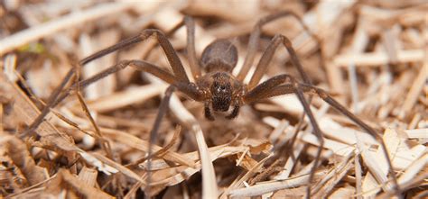 Are Brown Recluse Spiders Common In South Florida?