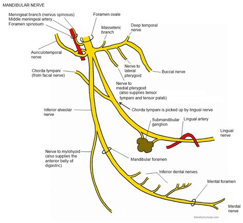 :: World Of Dentistry ::: Branches of Mandibular nerve