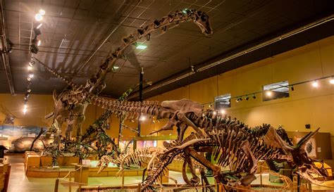 Wyoming Dinosaurs | Museum and Dig Sights | Thermopolis — Live WYld ...