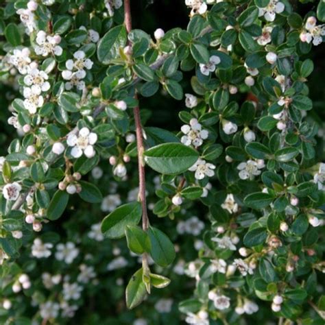 Cotoneaster dammeri 'Moon creeper' | Yougardener