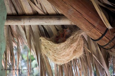 The beautiful nests of the Hooded Oriole - 10,000 Birds