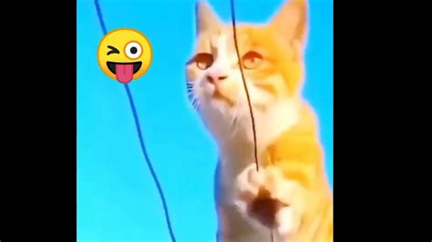 Aww so cute cat🐱 videos#2023 funniest cat compilation videos#2023 #cute ...