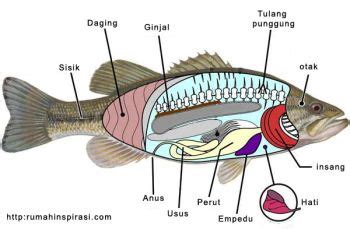 27+ Gambar Ikan Nila Bagian Dalam