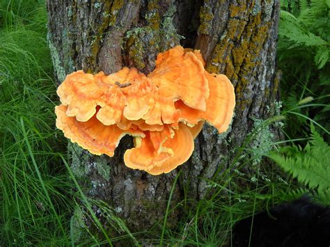 Sulfur Shelf Fungus On A Tree by Kent Lorentzen