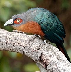 How did the Cuckoo Bird Get its Name and How did it Inspire the ...