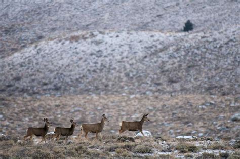 Migrating mule deer don't need directions: study