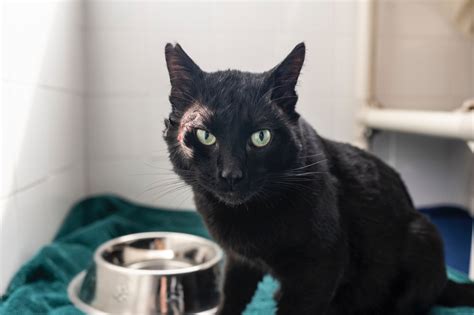 He’ll Put a Spell on You: Binx Is Looking for a Home | PETA