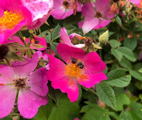 Learn about 3 Native Roses — Indigenous Landscapes