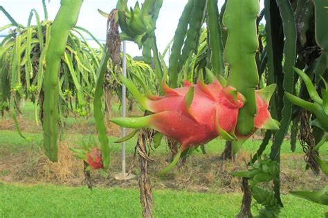 Sunshine Coast farmer diversifies into dragon fruit as Central American fruit grows in ...