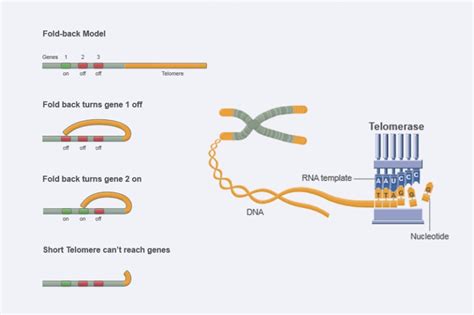 Telomeres & Telomerase – defytime®