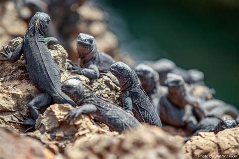 Interesting facts about marine iguanas – Just Fun Facts