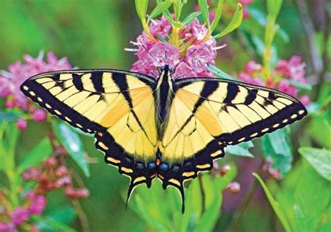 Tiger swallowtail | butterfly | Britannica.com