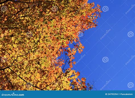 Fall color and blue sky stock photo. Image of maple, branches - 24795394