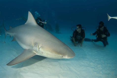 Diving with Bull Sharks | Pro Dive International