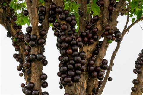 1,100+ Jabuticaba Tree Stock Photos, Pictures & Royalty-Free Images ...