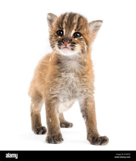 Young Asian golden cat standing, looking up, Pardofelis temminckii, 4 weeks old Stock Photo - Alamy