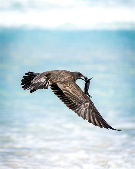 Lava gull - Galapagos Conservation Trust