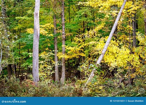 Bright, Colorful Fall Trees in Michigan USA Stock Image - Image of ...