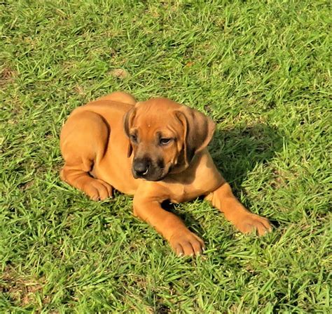 Rhodesian Ridgeback Puppies For Sale | Pensacola, FL #328164