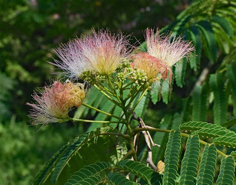 Red mimosa,flower,blossom,bloom,plant - free image from needpix.com