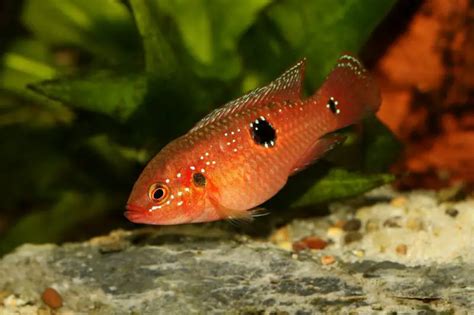 Jewel Cichlid Care Guide & Species Profile | Fishkeeping World