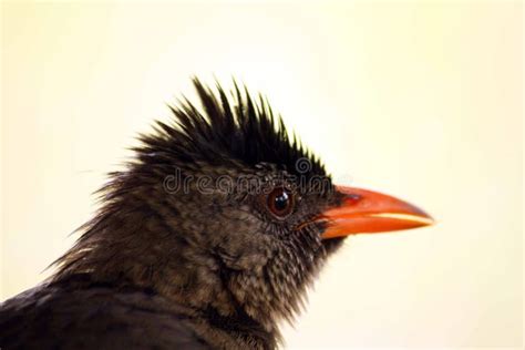 Bulbul stock photo. Image of bird, passeriformes, ocean - 34306614