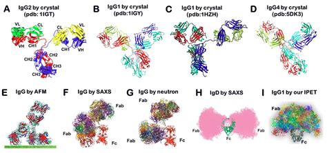 Antibodies | Free Full-Text | IgG Antibody 3D Structures and Dynamics