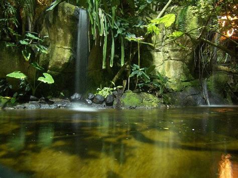 Moody Gardens Rainforest | Recent Photos The Commons Getty Collection Galleries World Map App ...