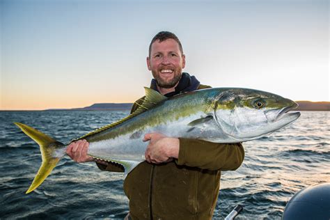 Yellowtail Kingfish With The Average Angler Fishing