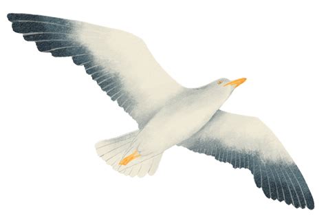 Flying Seagull watercolor 9661472 PNG