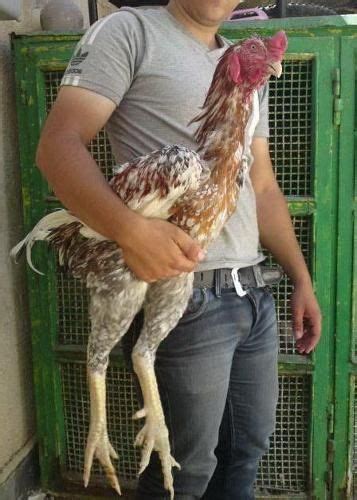 what is the largest breed of chicken? | Creatures | Pinterest | Largest chicken breed, Chicken ...