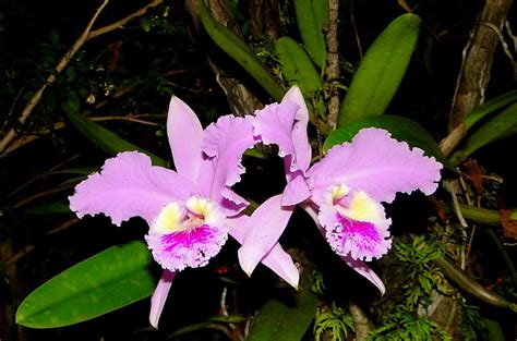 Orquídea Flor de Mayo (Cattleya mossiae). Flor nacional de Venezuela [National flower of ...