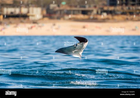 Mobula ray jumping out of the water. Front view. Mobula munkiana, known ...