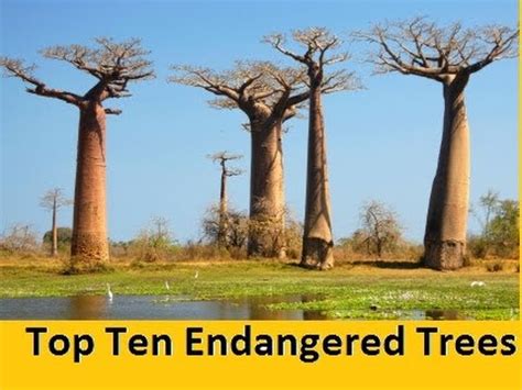 Top Ten Endangered Trees || - YouTube