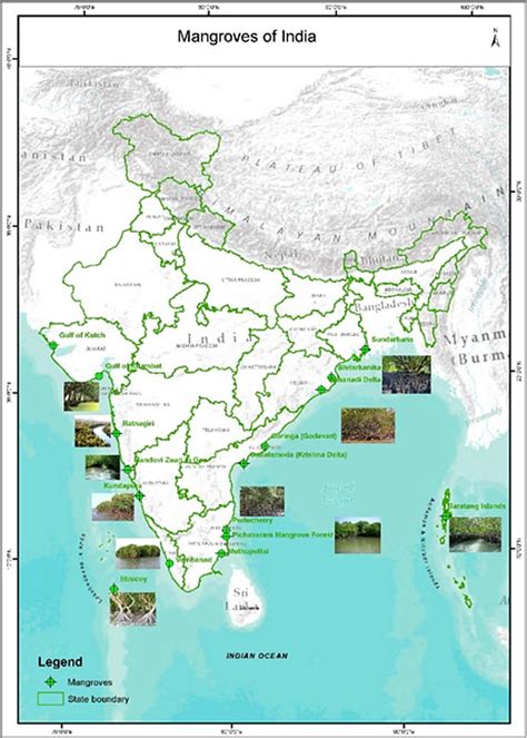 Mangrove Forest In India Map United States Map | Porn Sex Picture