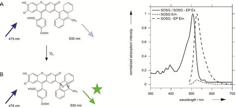 Left: Singlet oxygen trapping by SOSG leads to the formation of the ...